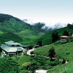 Cameron Highlands